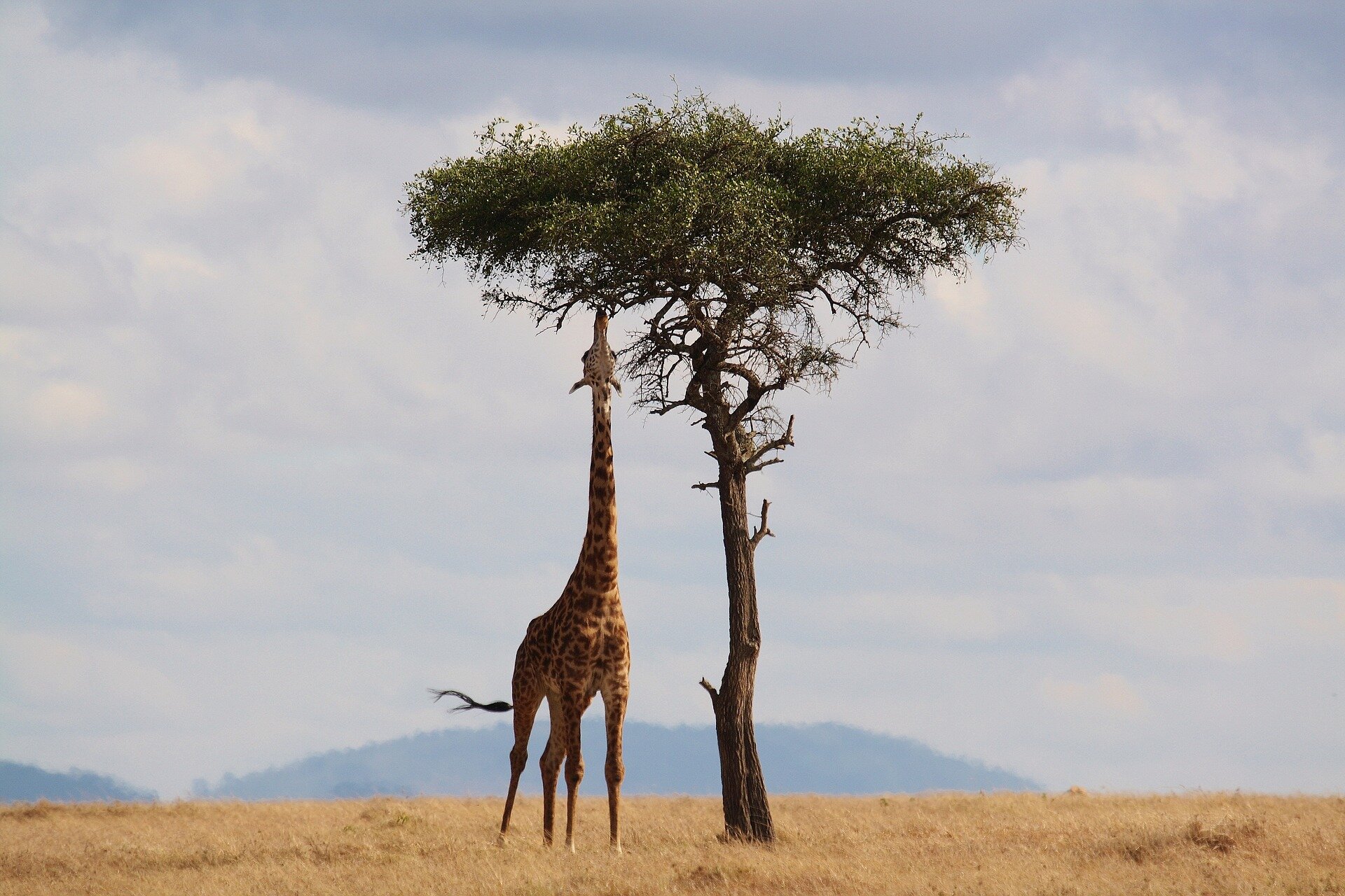 Uganda Wildlife Safaris Tour
