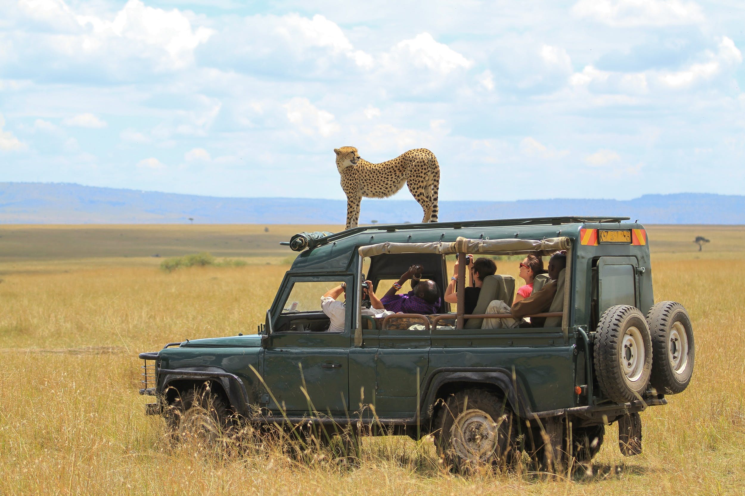 Wildlife Safaris Tour 