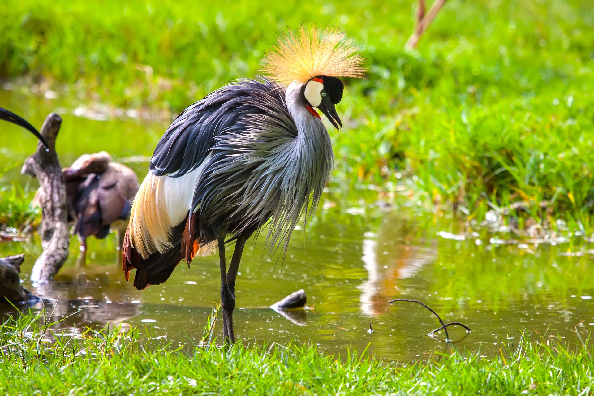 Rwanda Birding Safaris Tour