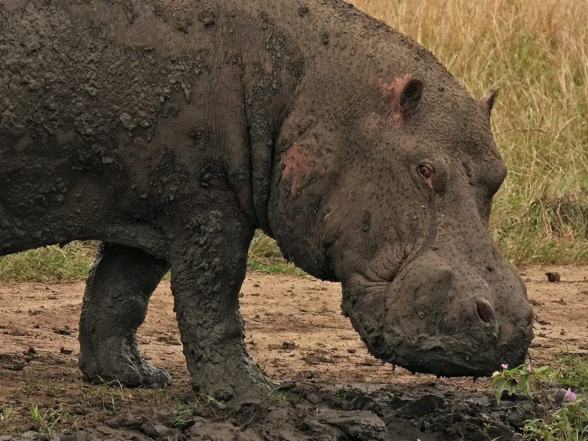 Kenya Safaris Tour 