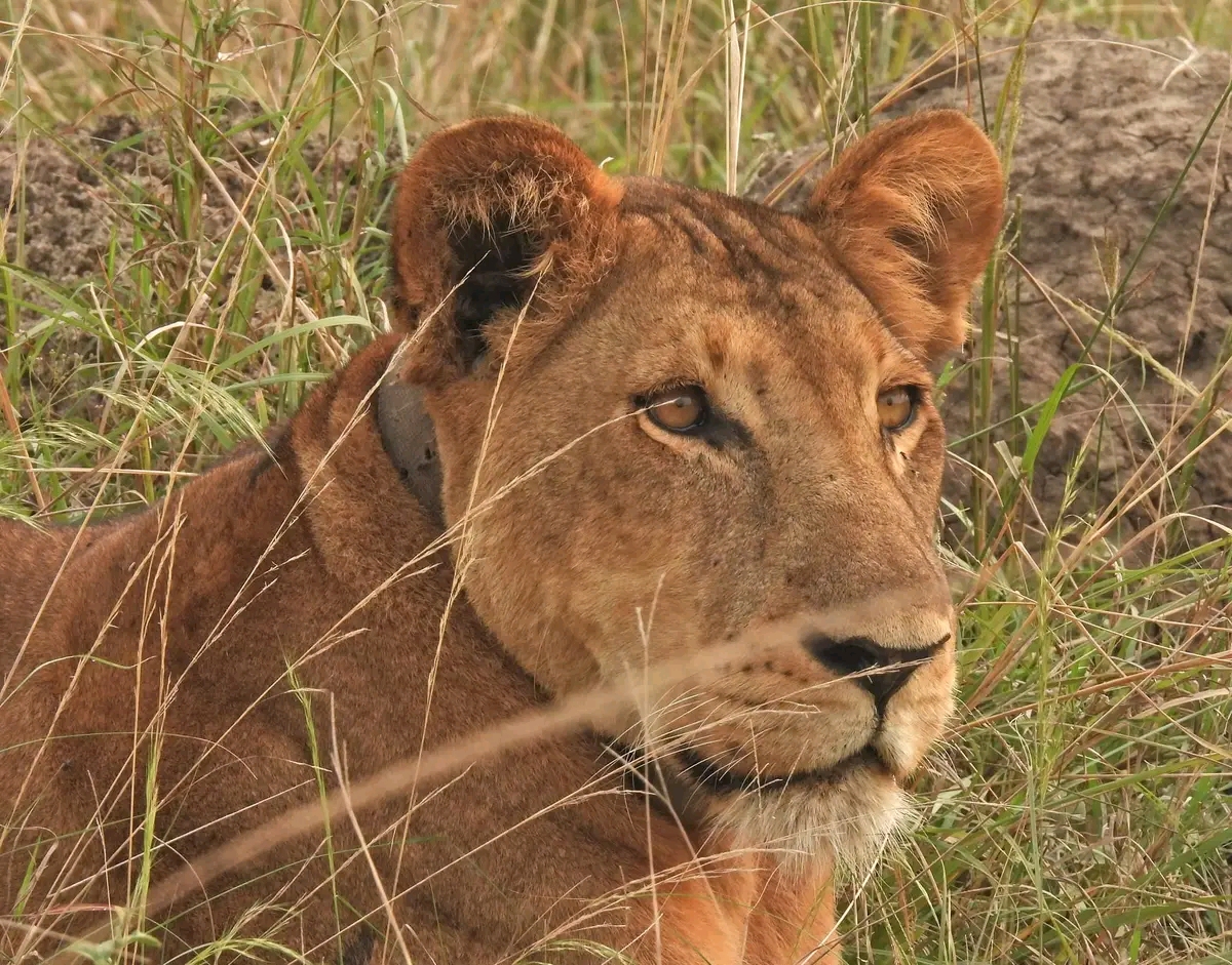 Kenya Safaris Tour 