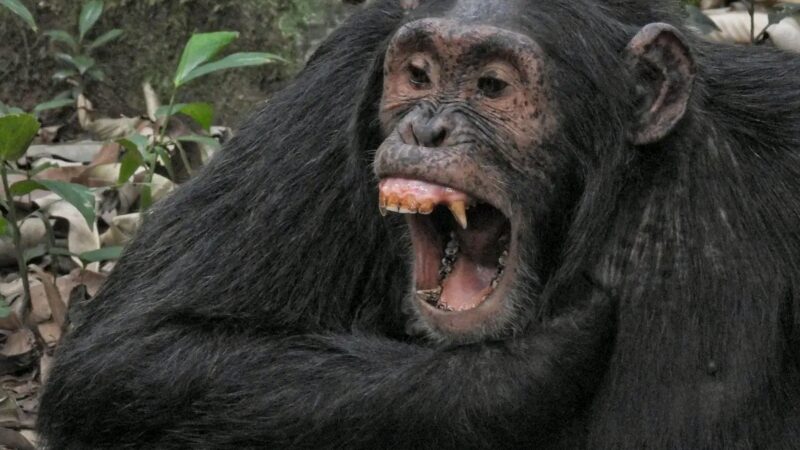 Uganda Chimpanzee Tracking Safaris