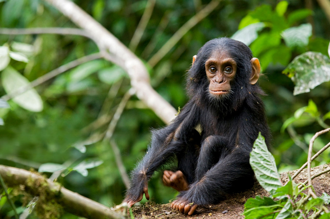 Rwanda Safaris