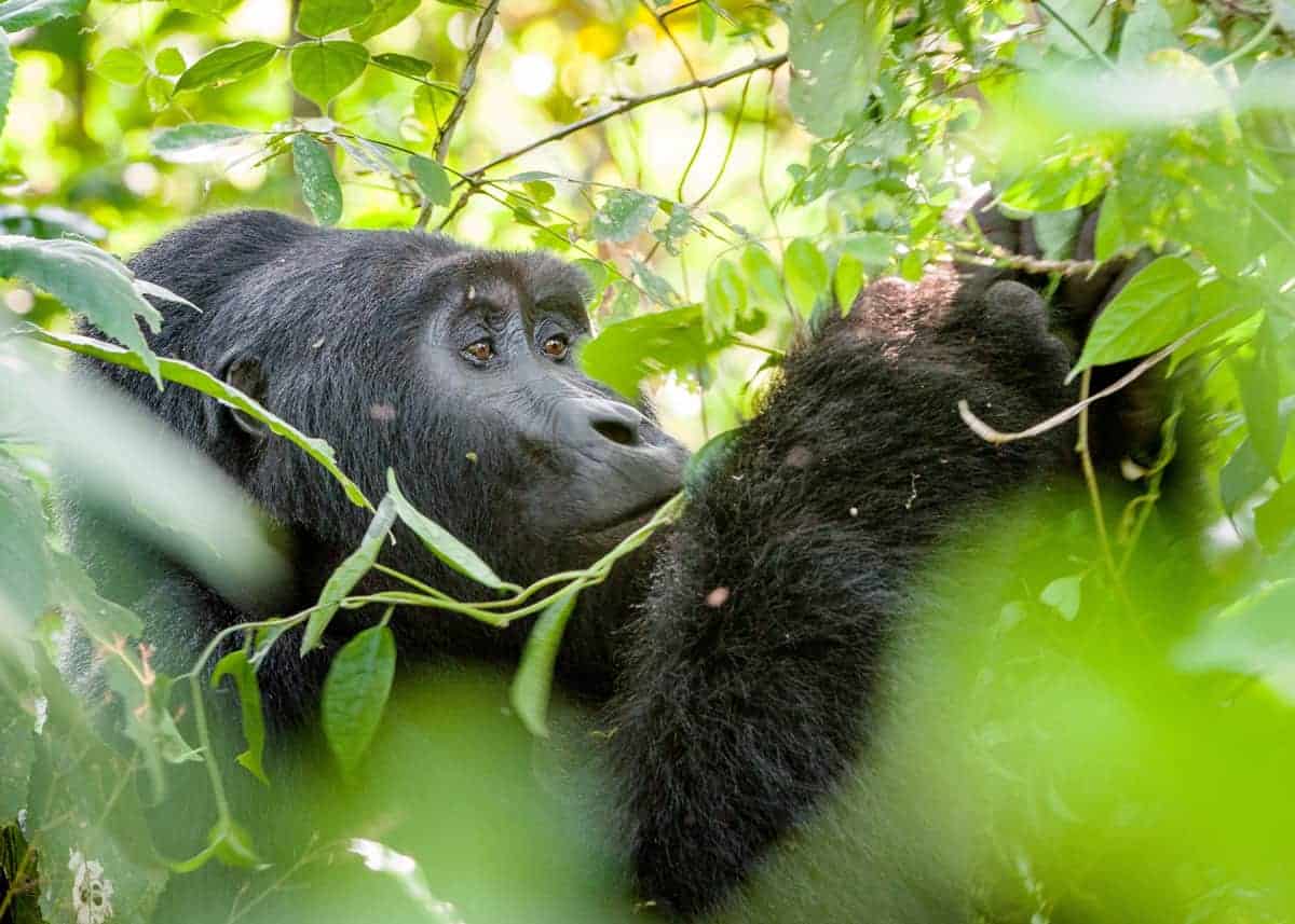 Gorilla Trekking Safaris in Uganda