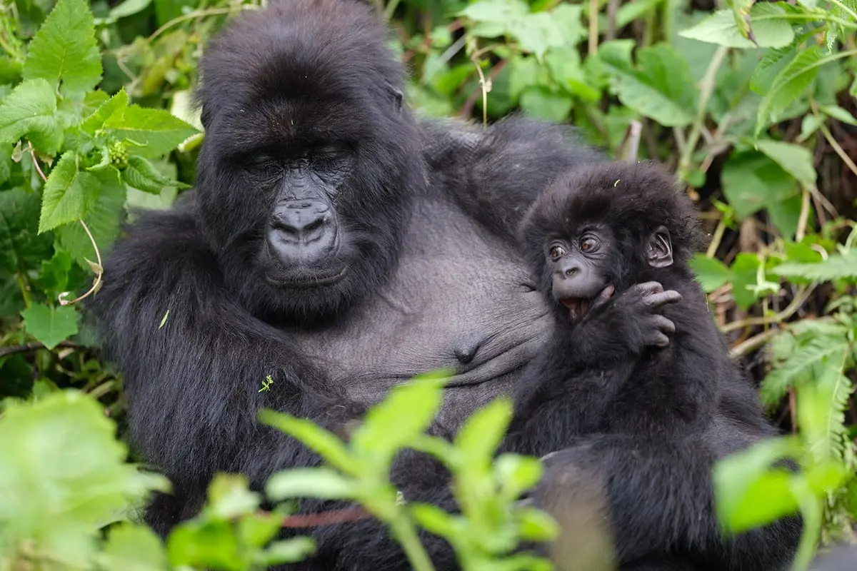Uganda Gorilla Trekking Safaris